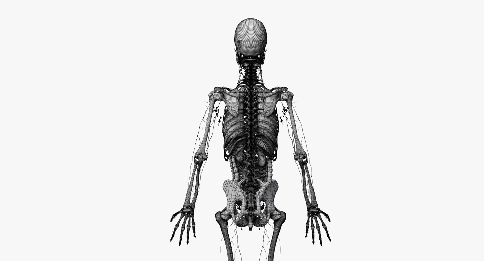 3D male female anatomy set model https://p.turbosquid.com/ts-thumb/oe/ZdnhW0/MKhdKHYg/2019_female_wire_anatomy_skel_org0004/jpg/1557217970/1920x1080/fit_q87/996342bc8a77d9a444a99eb7f2f05f57fbe223fa/2019_female_wire_anatomy_skel_org0004.jpg