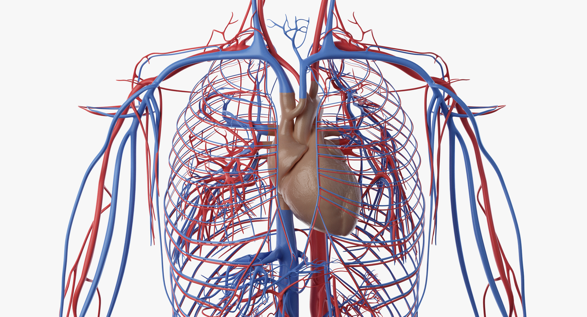 3D male female anatomy set model https://p.turbosquid.com/ts-thumb/oe/ZdnhW0/MeTloSrS/turntable_anatomy_vasc_close/png/1557213824/1920x1080/turn_fit_q99/ed34aba182822731b4c0de07063b85d7bbf983d8/turntable_anatomy_vasc_close-1.jpg