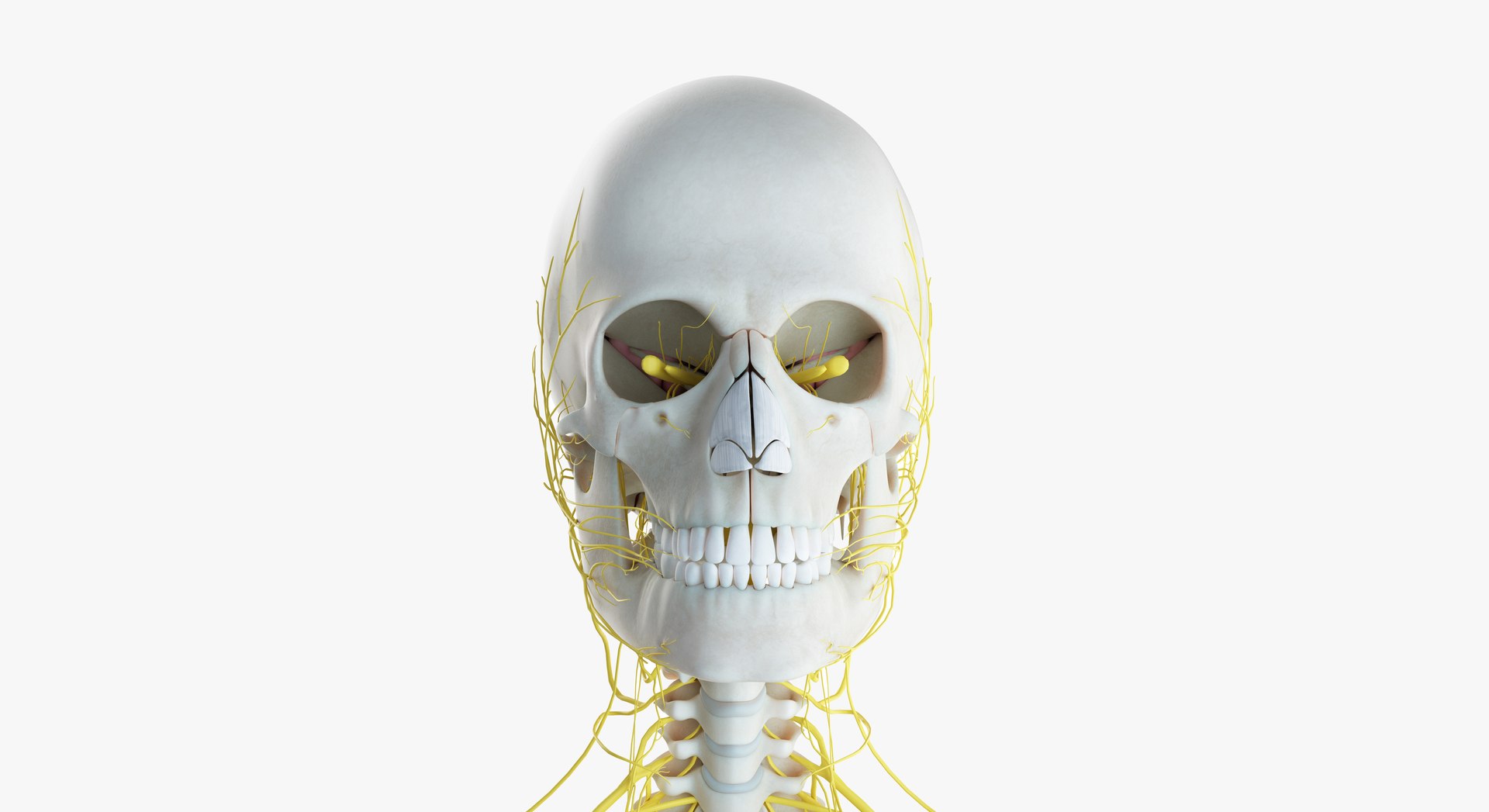 3D male female anatomy set model https://p.turbosquid.com/ts-thumb/oe/ZdnhW0/NVbwb3sv/2019_female_skeleton_nerves0003/jpg/1557215165/1920x1080/fit_q87/b987a10ca270d6e57cb12a9f1c0420f2bca54991/2019_female_skeleton_nerves0003.jpg