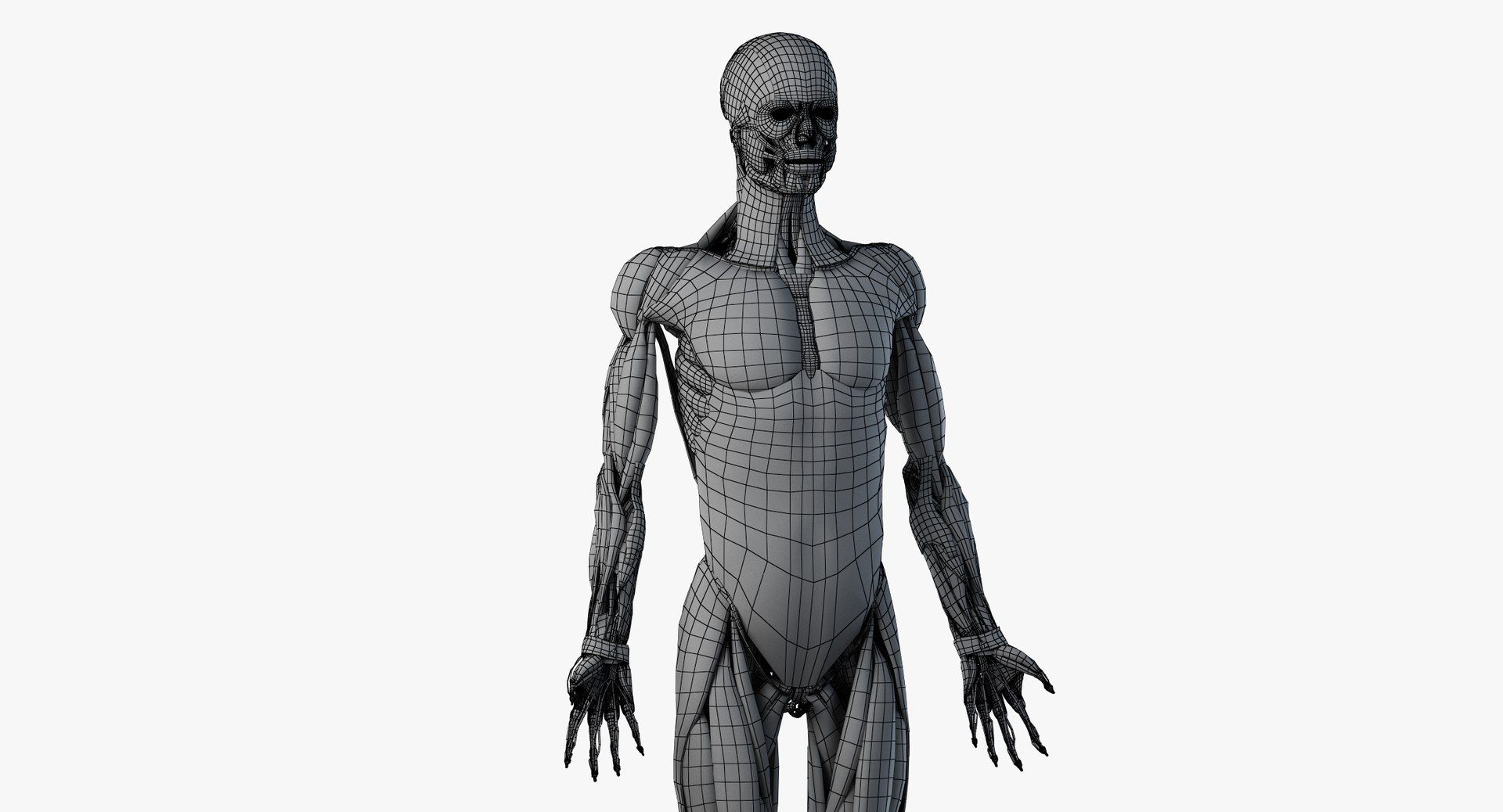 3D male female anatomy set model https://p.turbosquid.com/ts-thumb/oe/ZdnhW0/RGHrn4sg/wire_all_muscles0001/png/1557215689/1920x1080/fit_q87/fd88d8bbab024dec411cf9b9be6da770e48a8759/wire_all_muscles0001.jpg