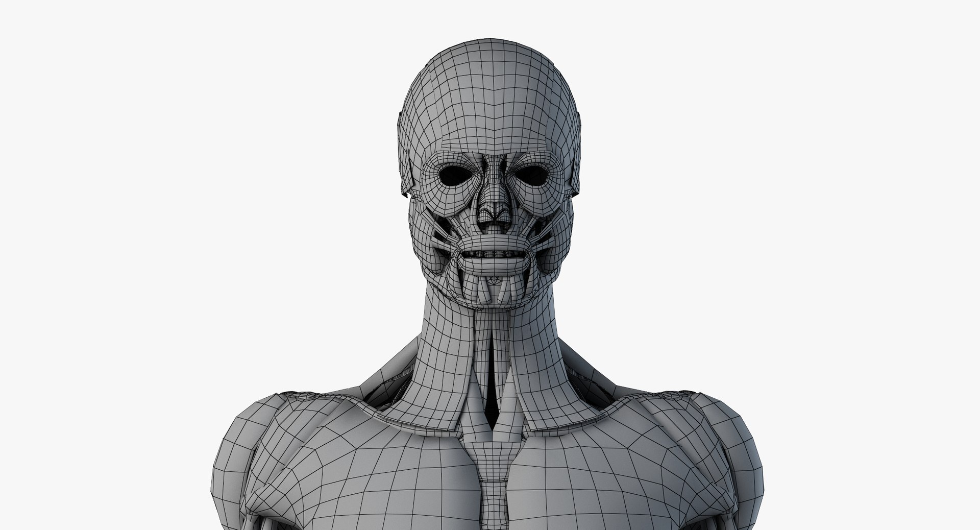 3D male female anatomy set model https://p.turbosquid.com/ts-thumb/oe/ZdnhW0/Rv466qtB/wire_all_muscles0000/png/1557215689/1920x1080/fit_q87/948be1ce3ff6e2127e66e7eefac6cb7c8ef57a20/wire_all_muscles0000.jpg