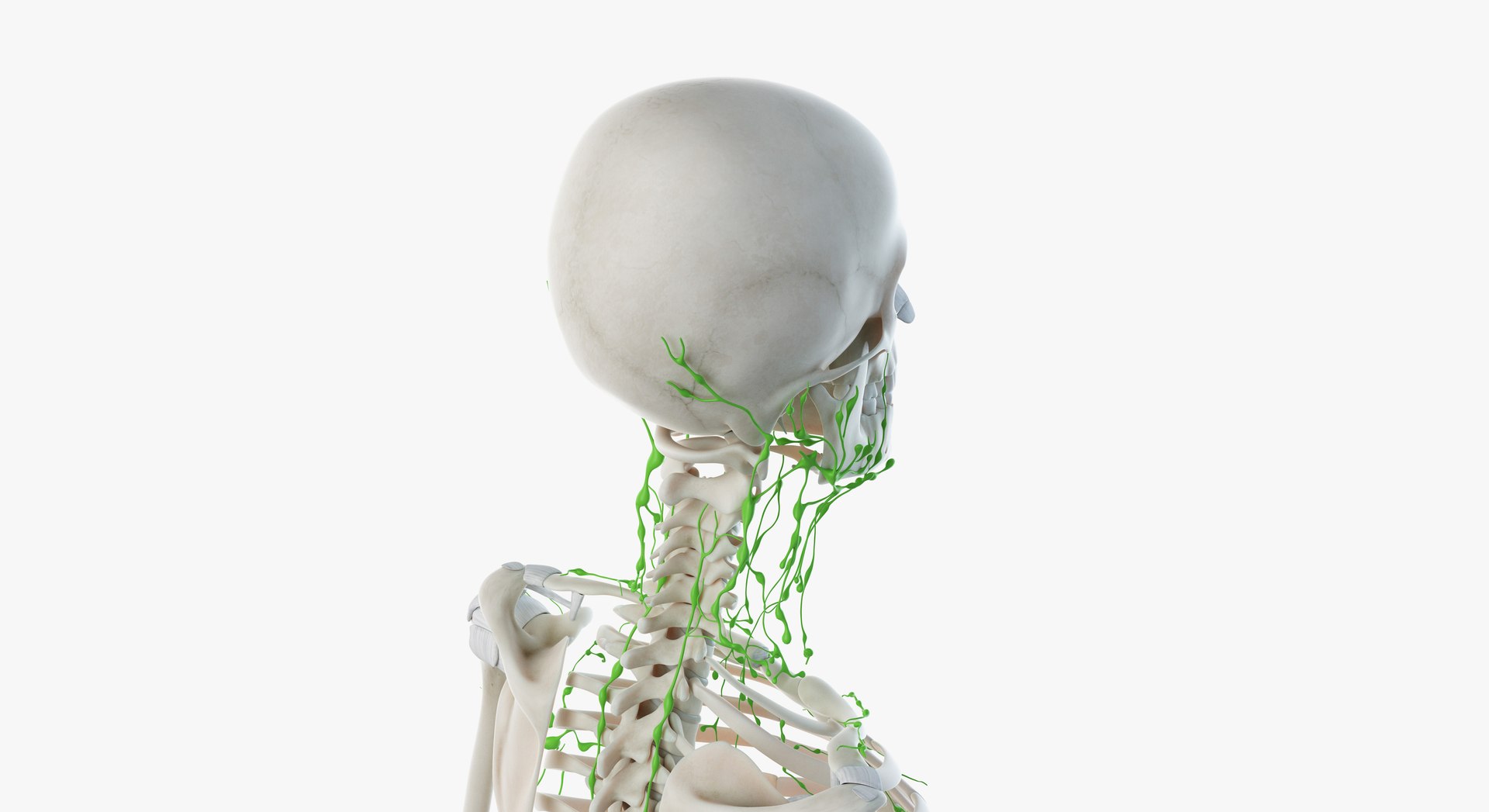 3D male female anatomy set model https://p.turbosquid.com/ts-thumb/oe/ZdnhW0/VZyETIEH/2019_female_skeleton_lymphatic0008/jpg/1557215300/1920x1080/fit_q87/97e437a6c9099ef548fd5eda4bfde4ef47ea8495/2019_female_skeleton_lymphatic0008.jpg