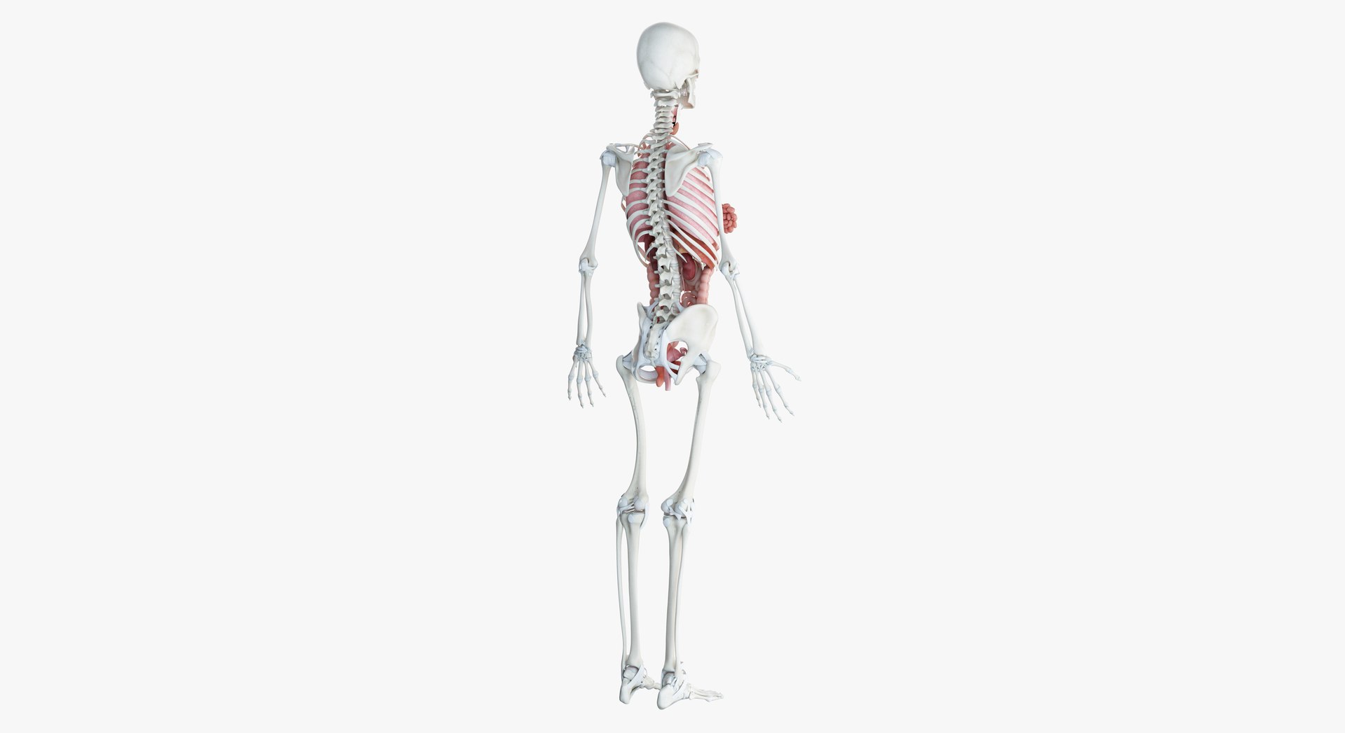 3D male female anatomy set model https://p.turbosquid.com/ts-thumb/oe/ZdnhW0/X87CaELV/2019_female_org0005/jpg/1557215523/1920x1080/fit_q87/76ddd8002ccf9e04dfaa6fece6c84a35b9fce580/2019_female_org0005.jpg