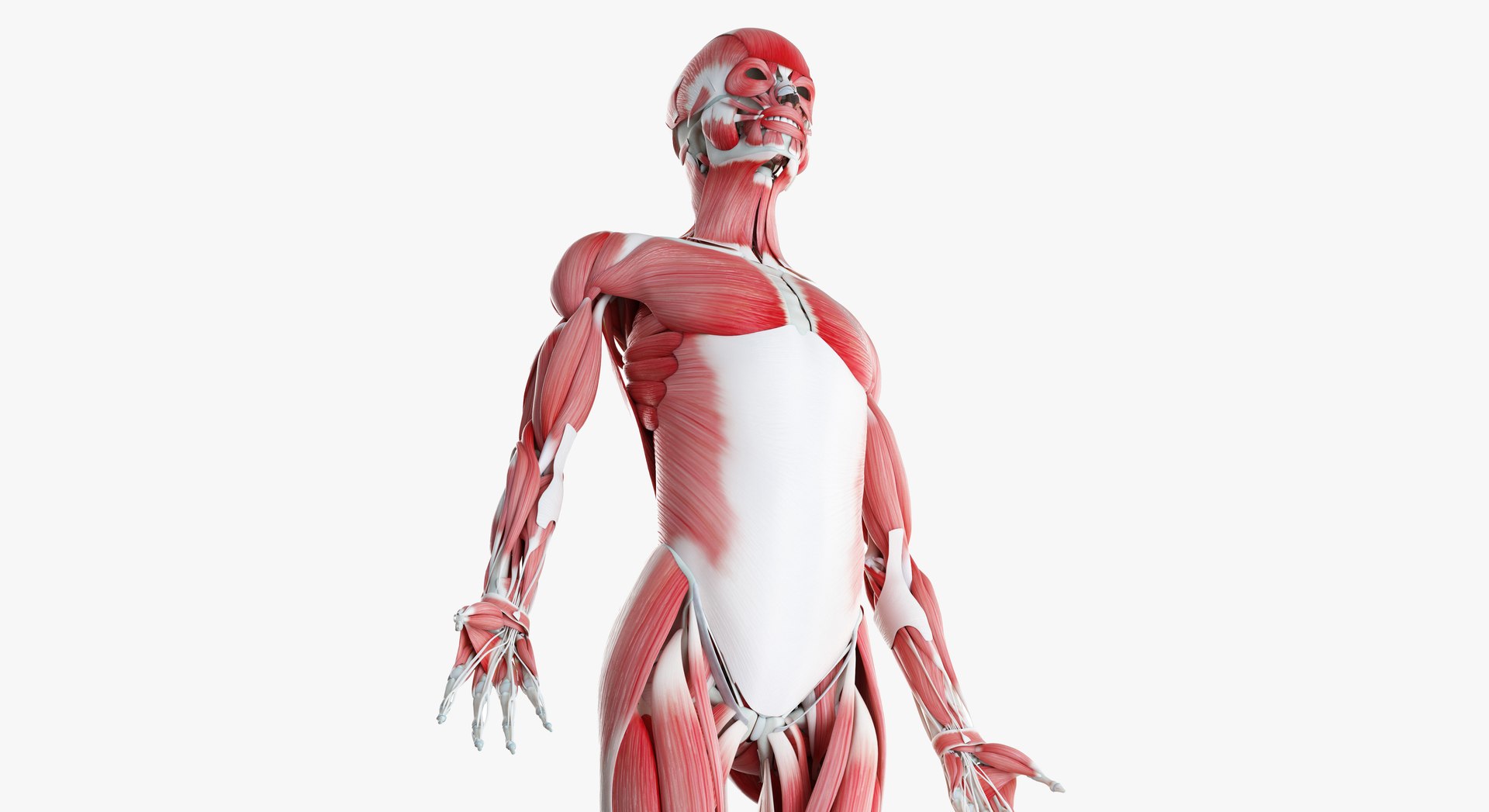 3D male female anatomy set model https://p.turbosquid.com/ts-thumb/oe/ZdnhW0/YsOSv3Qj/2019_female_skeleton_muscles0006/jpg/1557214886/1920x1080/fit_q87/b409d3c49fee36676ff0e01315f8cb7ab68ada25/2019_female_skeleton_muscles0006.jpg