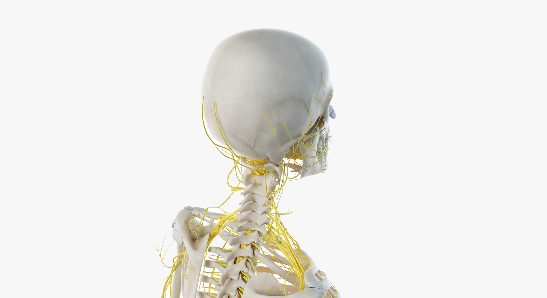 3D male female anatomy set model https://p.turbosquid.com/ts-thumb/oe/ZdnhW0/bHhISrYK/2019_female_skeleton_nerves0008/jpg/1557215165/1920x1080/fit_q87/565506aa9df26235ef77113e710b01ac371ba6dd/2019_female_skeleton_nerves0008.jpg