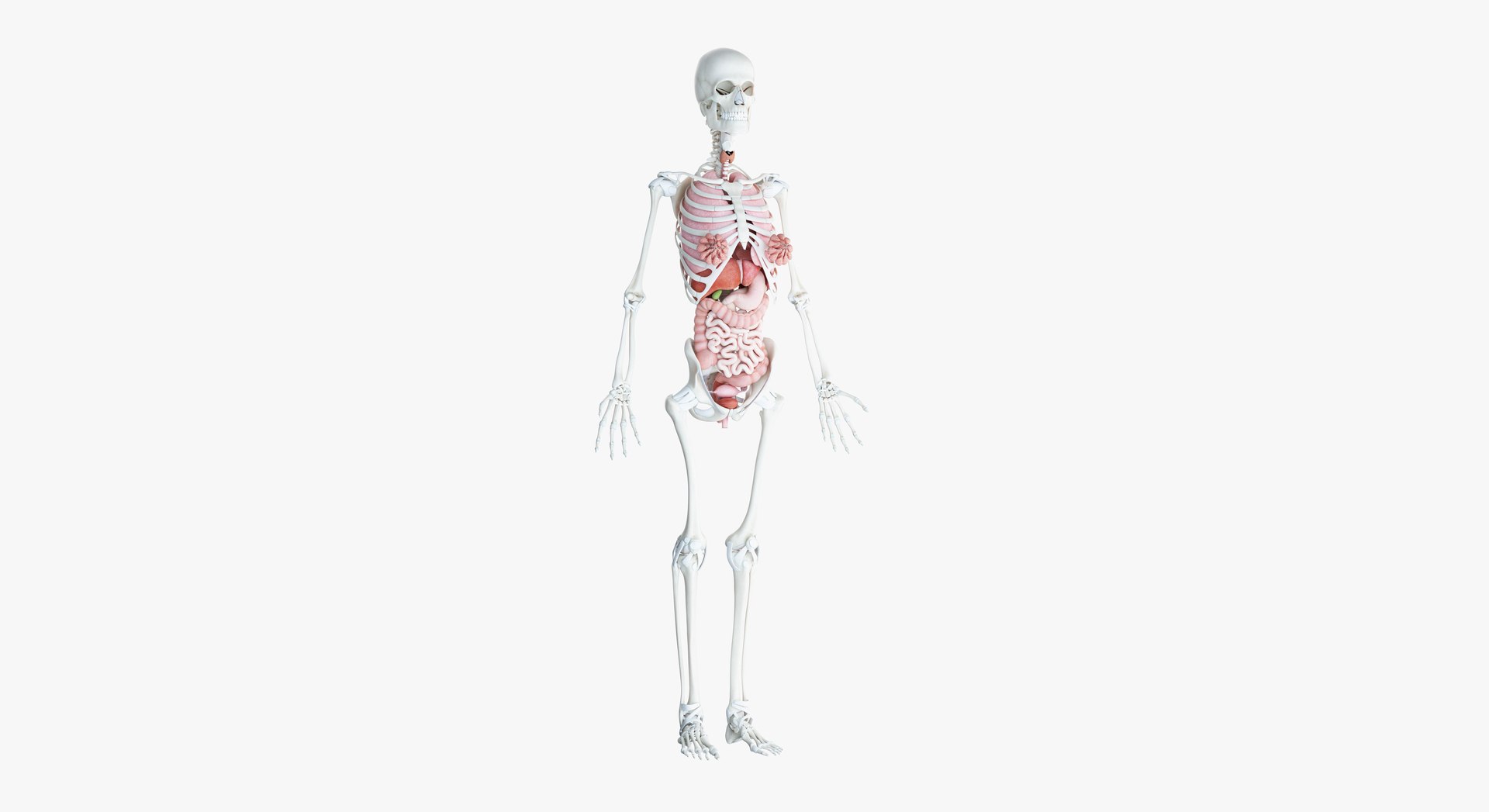 3D male female anatomy set model https://p.turbosquid.com/ts-thumb/oe/ZdnhW0/bR7hiRkH/2019_female_org0000/jpg/1557215523/1920x1080/fit_q87/4a75d8f5d451af19cd1a74f39ffa66df3fff1eec/2019_female_org0000.jpg