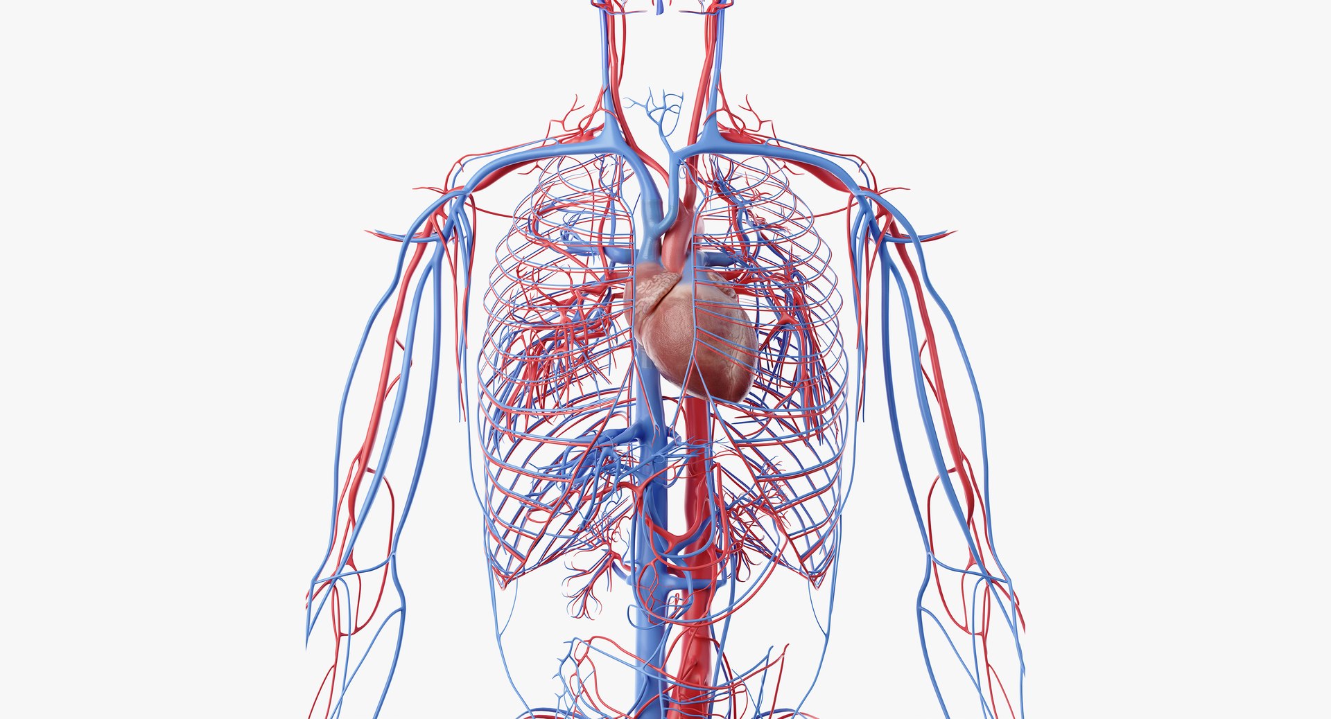 3D male female anatomy set model https://p.turbosquid.com/ts-thumb/oe/ZdnhW0/hKjZ22Yu/anatomy_vasc_03/png/1557215390/1920x1080/fit_q87/6fe69e14423d5c5ed3f45648a46eb3fae1980df9/anatomy_vasc_03.jpg