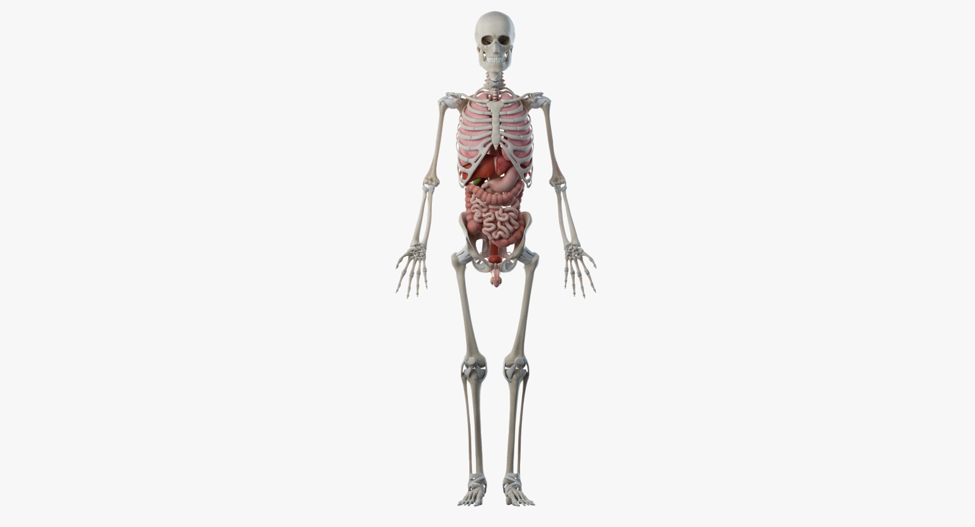 3D male female anatomy set model https://p.turbosquid.com/ts-thumb/oe/ZdnhW0/kvjPraNF/turntable_anatomy_skel_org/png/1557213902/1920x1080/turn_fit_q99/c5cf1782851afc840b3b7198976d587f2fdbf814/turntable_anatomy_skel_org-1.jpg
