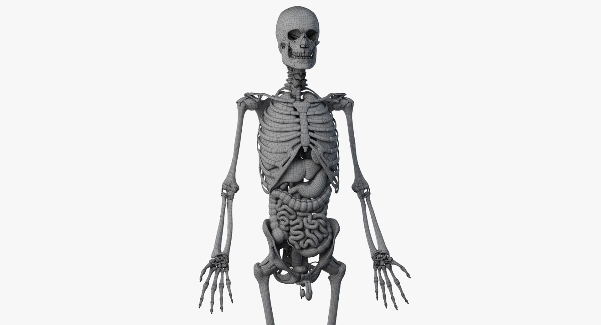 3D male female anatomy set model https://p.turbosquid.com/ts-thumb/oe/ZdnhW0/qmuKBBov/male_anatomy_skeleton_org_wire0001/jpg/1557217847/1920x1080/fit_q87/954d7971d817a5ac71f7863f0ee2b7450c43040c/male_anatomy_skeleton_org_wire0001.jpg