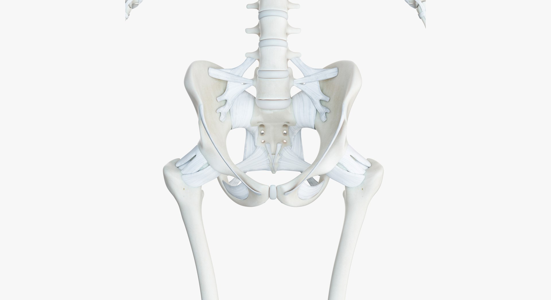 3D male female anatomy set model https://p.turbosquid.com/ts-thumb/oe/ZdnhW0/qxWzcxto/2019_female_skeleton0007/jpg/1557214676/1920x1080/fit_q87/a3184a355fb4521feed366a4e877fced4b972d2e/2019_female_skeleton0007.jpg