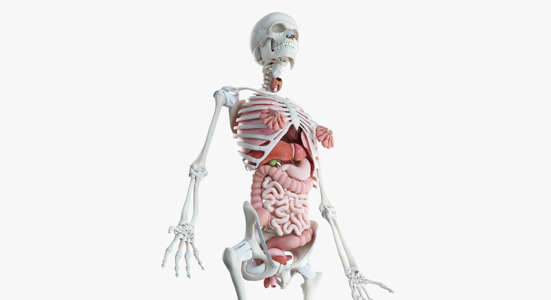 3D male female anatomy set model https://p.turbosquid.com/ts-thumb/oe/ZdnhW0/rLdhLSRR/2019_female_org0006/jpg/1557215507/1920x1080/fit_q87/cf136545ef4cb37e151188f228f916496256bb8c/2019_female_org0006.jpg