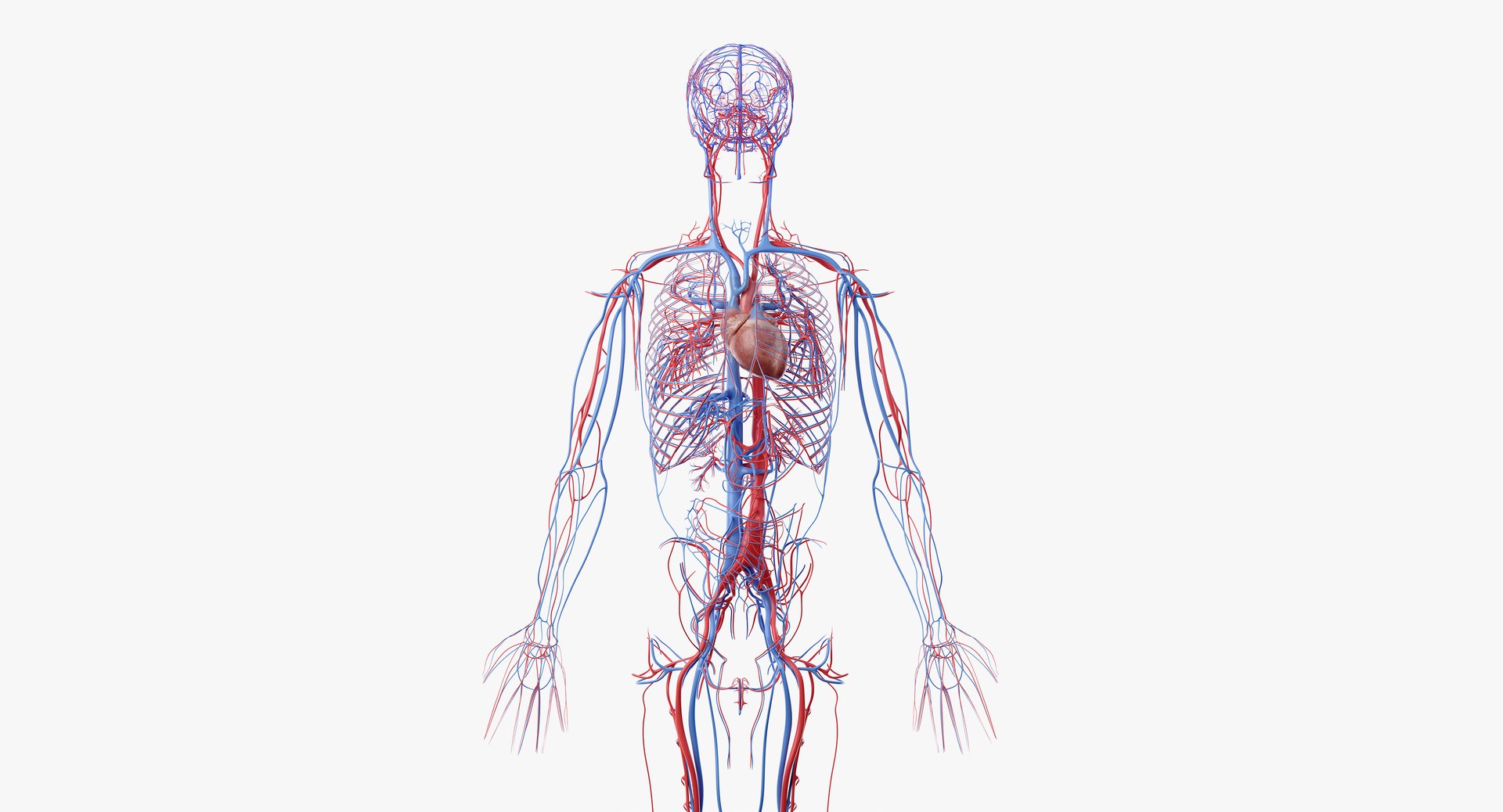 3D male female anatomy set model https://p.turbosquid.com/ts-thumb/oe/ZdnhW0/swnHpJcv/anatomy_vasc_02/png/1557215390/1920x1080/fit_q87/e9afb418a4bbb372f5afe1f9d40335129afbbd2c/anatomy_vasc_02.jpg