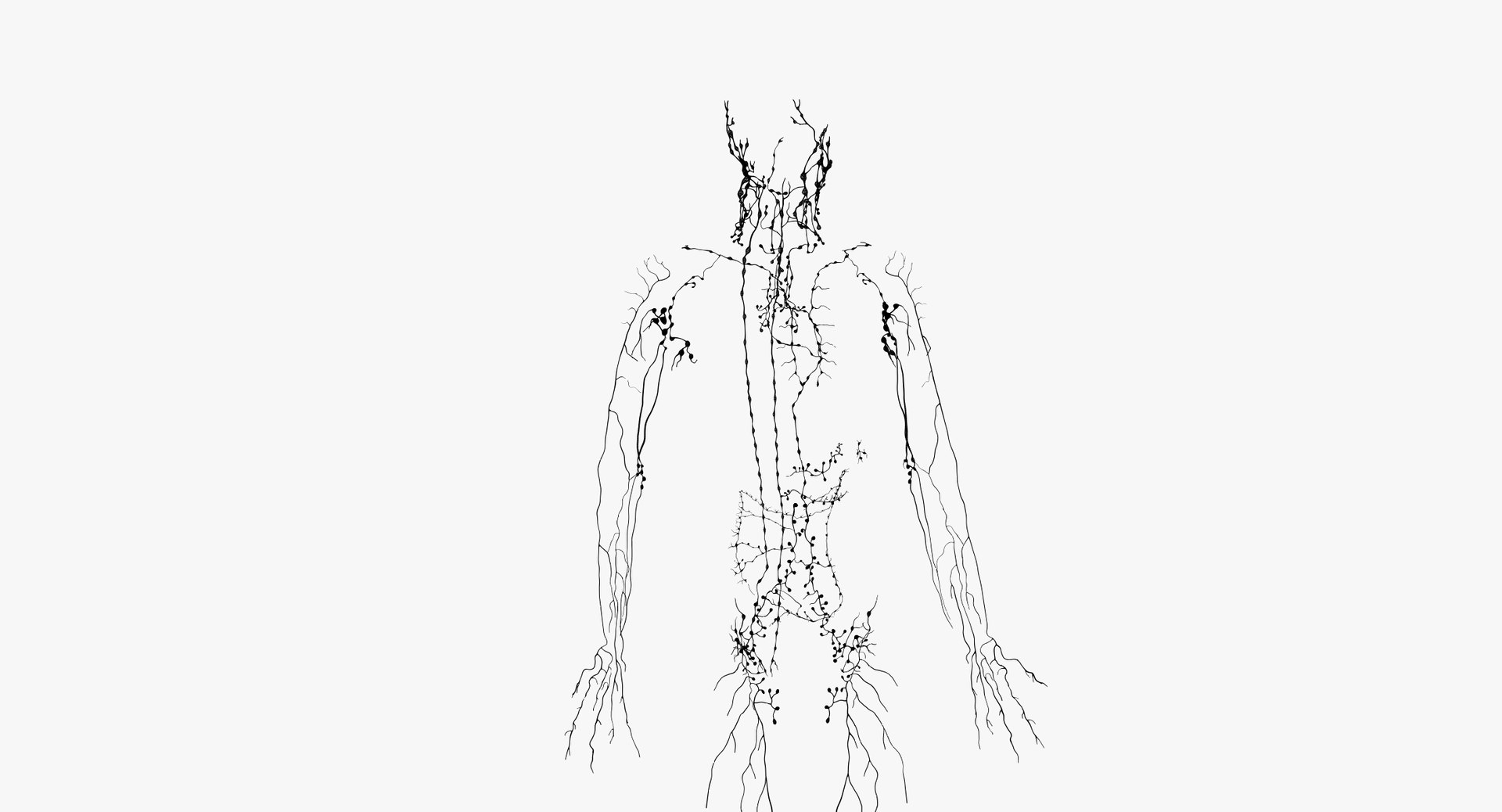 3D male female anatomy set model https://p.turbosquid.com/ts-thumb/oe/ZdnhW0/uGpP9FMx/wire_all_lymph0001/png/1557215784/1920x1080/fit_q87/2038da90e58ed74b8c95e2bc9cb7f5329c789658/wire_all_lymph0001.jpg