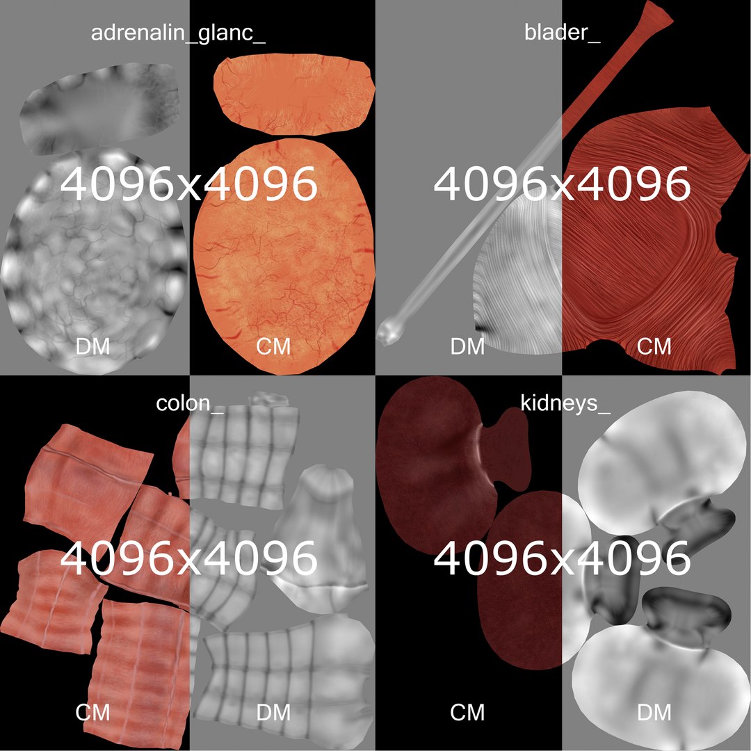 3D male female anatomy set model https://p.turbosquid.com/ts-thumb/oe/ZdnhW0/wEpdQi3R/organs_01/png/1557218081/1920x1080/fit_q87/b8c67ab8a66c8c038055f39a49611eb98886e42d/organs_01.jpg