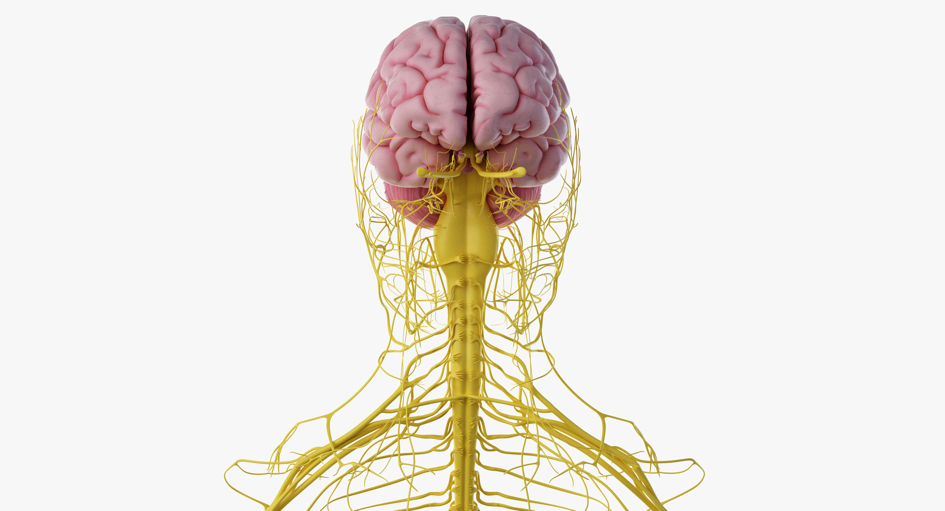 3D male female anatomy set model https://p.turbosquid.com/ts-thumb/oe/ZdnhW0/wS00Q0UE/turntable_anatomy_nerve_close/png/1557154566/1920x1080/turn_fit_q99/1e804f4409a88ca645248520dbdca664765e98a2/turntable_anatomy_nerve_close-1.jpg