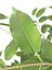 Ficus Benjamin