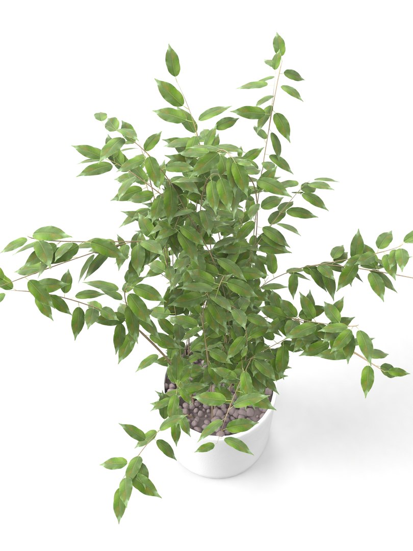 3D home plant interiors https://p.turbosquid.com/ts-thumb/oe/bzFBIG/Ak4LCt8y/05/jpg/1600701468/1920x1080/fit_q87/369f34017f5b8b6d51f70cc8c284efe218849677/05.jpg
