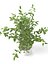 Ficus Benjamin
