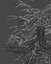 Ficus Benjamin