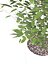 Ficus Benjamin
