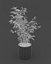 Ficus Benjamin