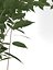 Ficus Benjamin