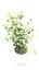Ficus Benjamin