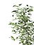 Ficus Benjamin