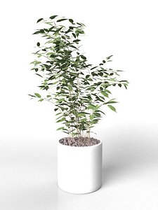 3D home plant interiors
