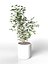 Ficus Benjamin