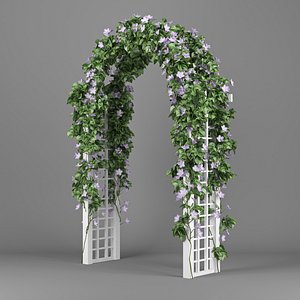 Convolvulus white