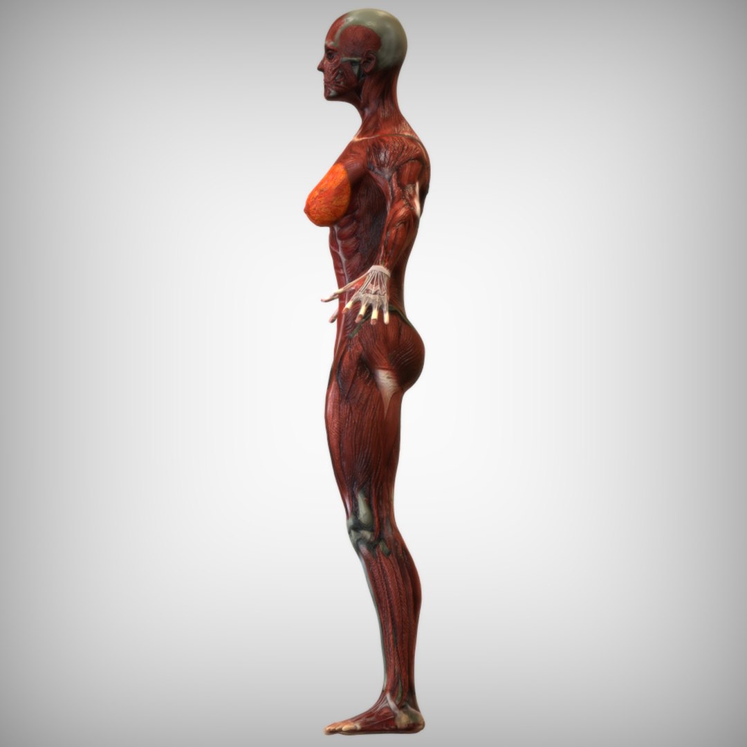 3D muscle male https://p.turbosquid.com/ts-thumb/oe/gGg1uj/QjdjPOFH/left_view/jpg/1586277493/1920x1080/fit_q87/909d802fca32913c1a3460d00c22aaadd1db94b7/left_view.jpg