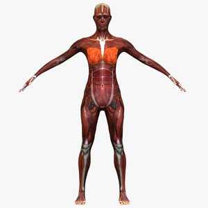 Female Muscular System