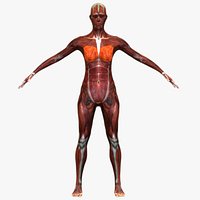 Female Muscular System