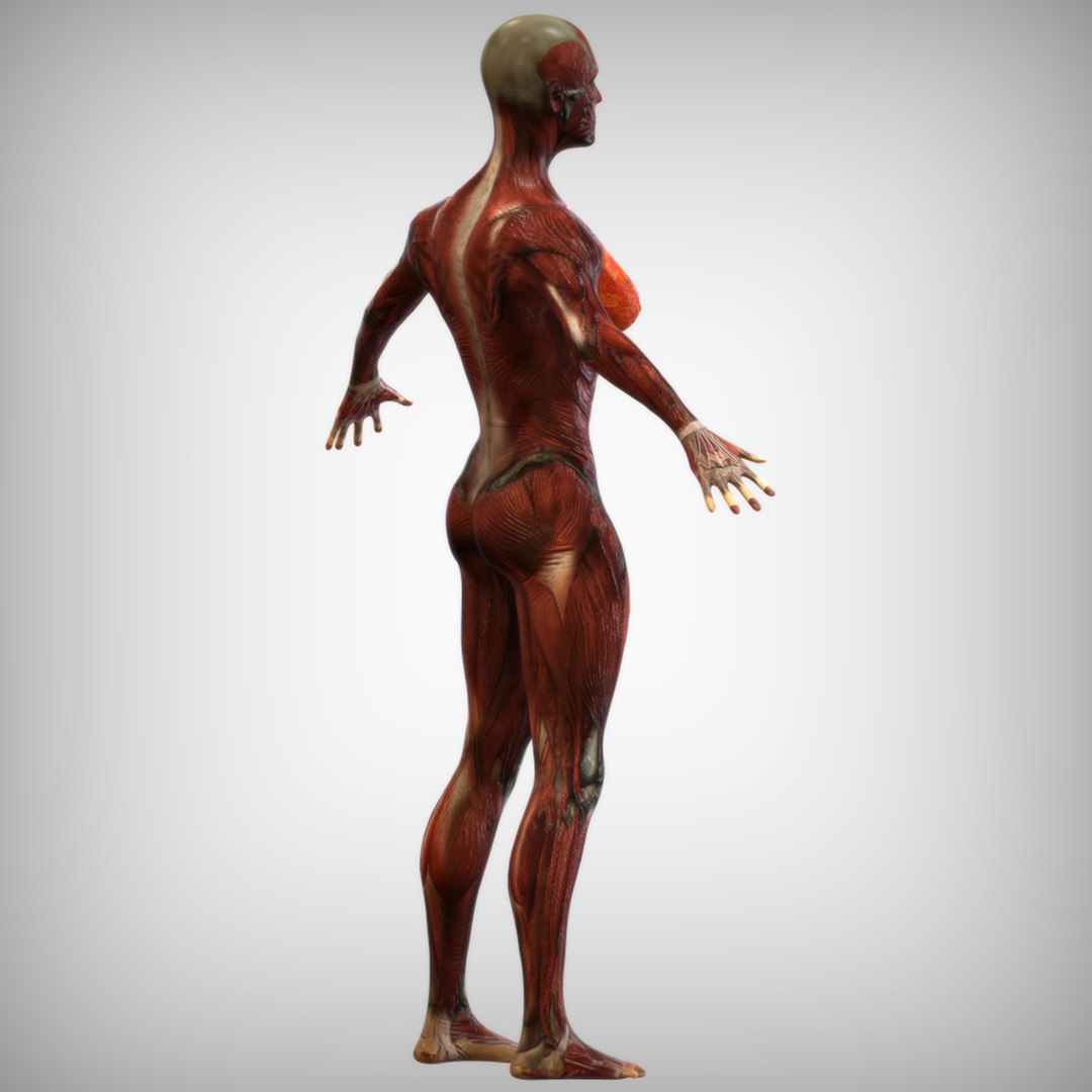 3D muscle male https://p.turbosquid.com/ts-thumb/oe/gGg1uj/pRUfB7Uk/view2/jpg/1586277493/1920x1080/fit_q87/03f6dea7b9558f5d7c807aa42a58572fbd494d91/view2.jpg