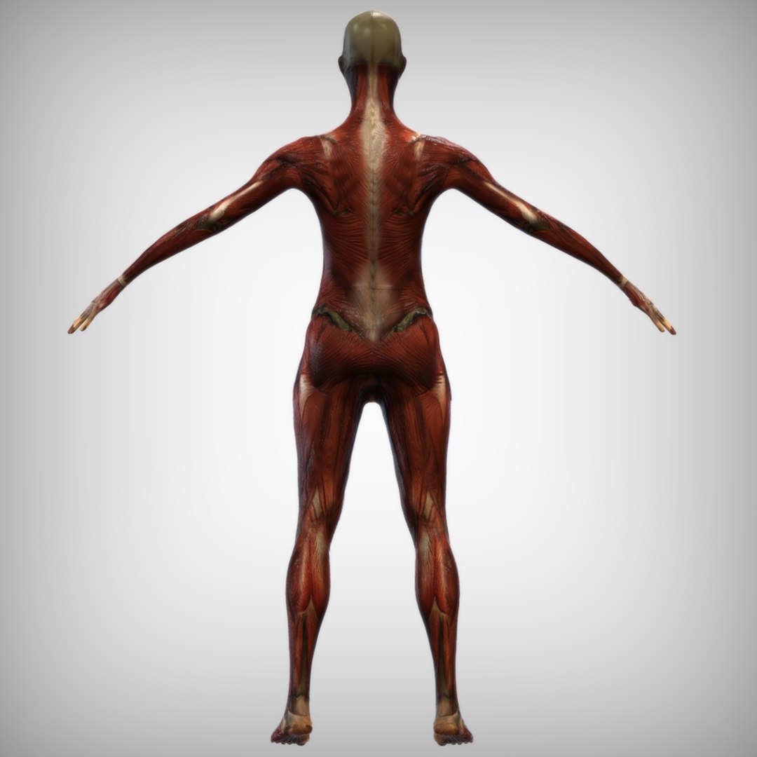 3D muscle male https://p.turbosquid.com/ts-thumb/oe/gGg1uj/uet6iwUU/back_view/jpg/1586277493/1920x1080/fit_q87/61eb8a6f687c7b47638a10d91070cc63c4be86a0/back_view.jpg