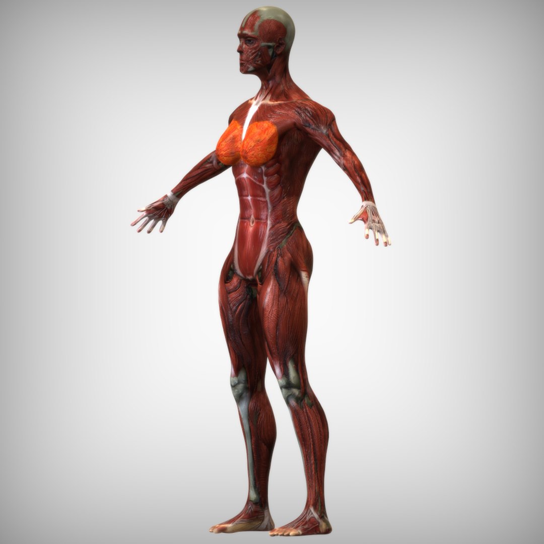 3D muscle male https://p.turbosquid.com/ts-thumb/oe/gGg1uj/ufryRL2Y/view1/jpg/1586277493/1920x1080/fit_q87/85bf5043f0f9071ce3af7fdd1fb824cb8ea380b7/view1.jpg