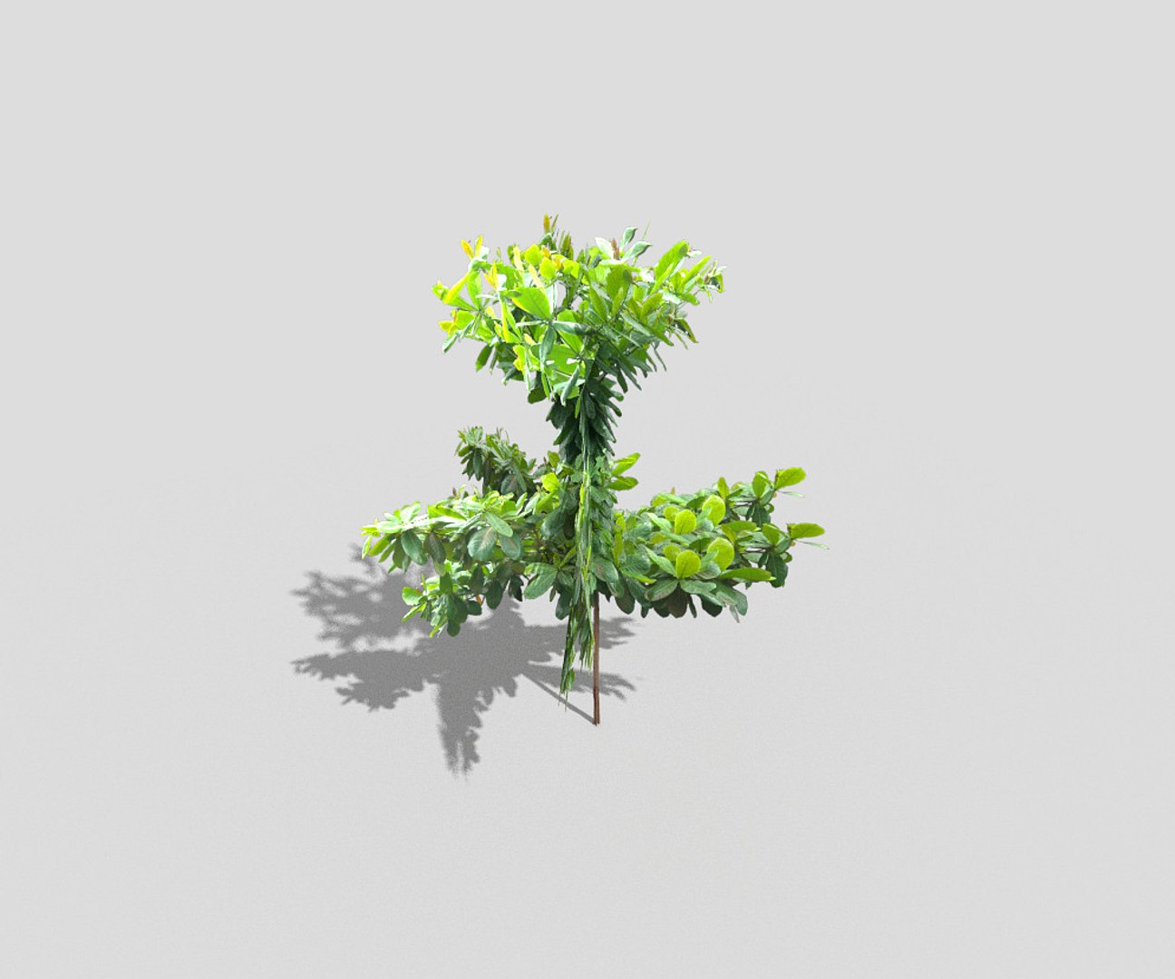 3d model of tree