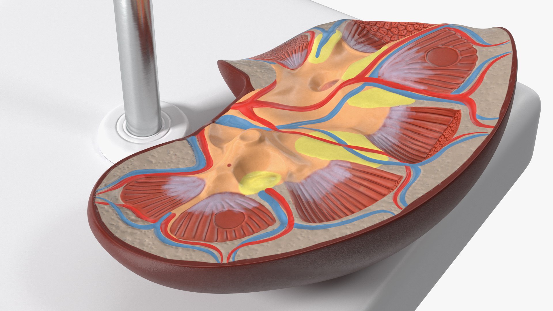 3D Medical Models Collection model - TurboSquid 1992482