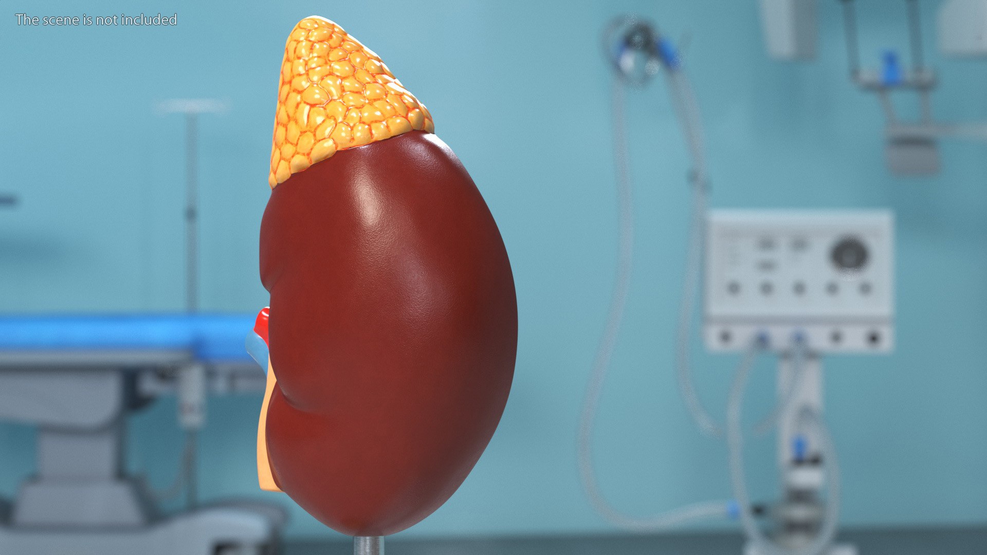 3D Medical Models Collection Model - TurboSquid 1992482