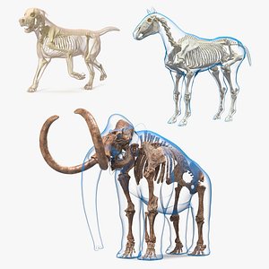 Animal Skeletons with Skin Collection