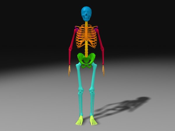 modelo 3d LowPoly Skeleton UV-desenvuelto gratis - TurboSquid 599772