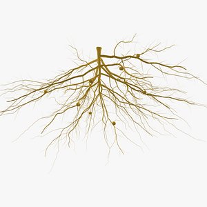 Soybean Root Animation