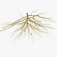 Soybean Root Animation