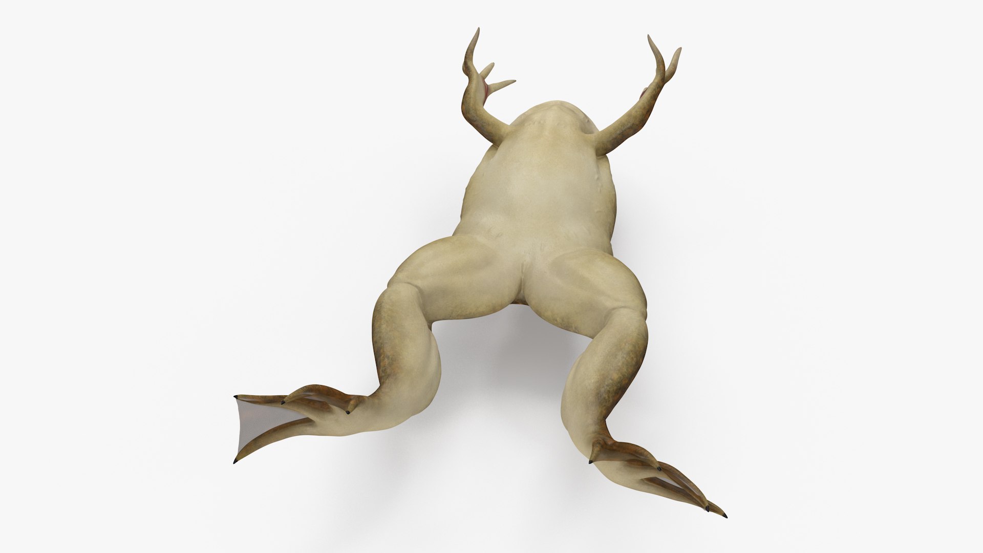 African Claw-toe Frog Jump Pose Model - TurboSquid 2131156