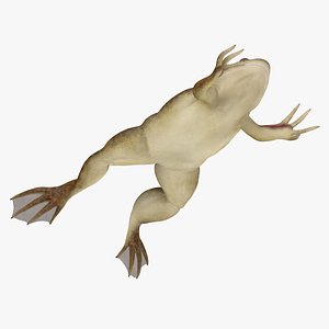 African Claw-toe Frog Jump Pose model