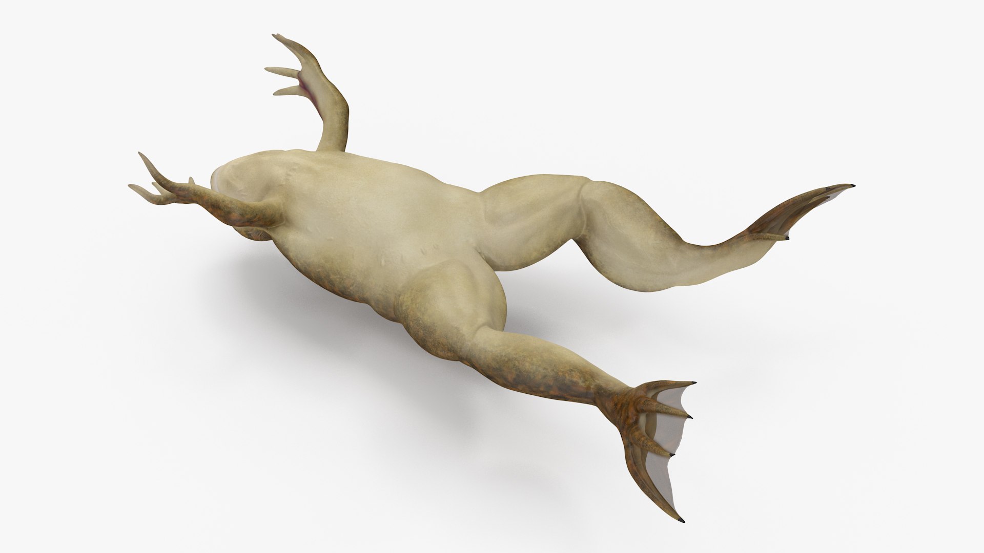 African Claw-toe Frog Jump Pose Model - TurboSquid 2131156