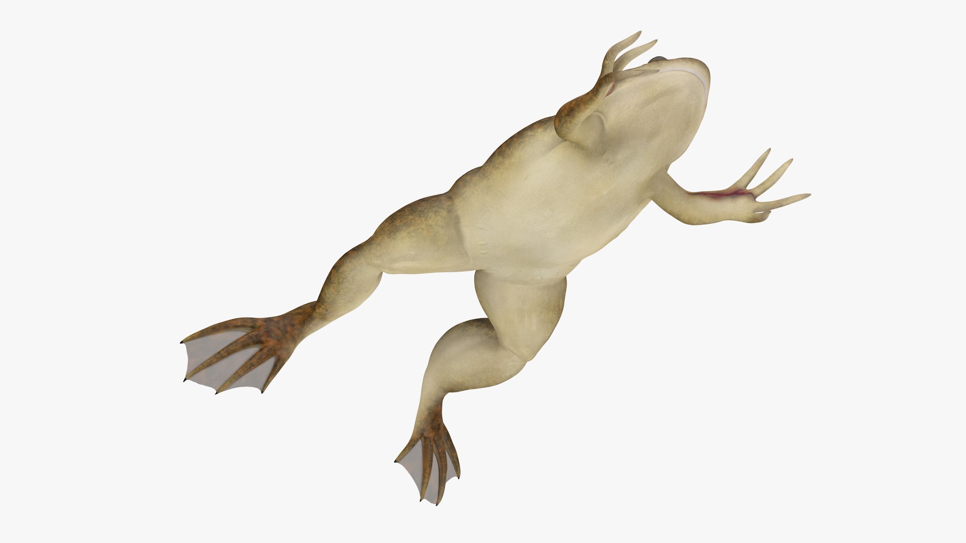 African Claw-toe Frog Jump Pose 3D model preview