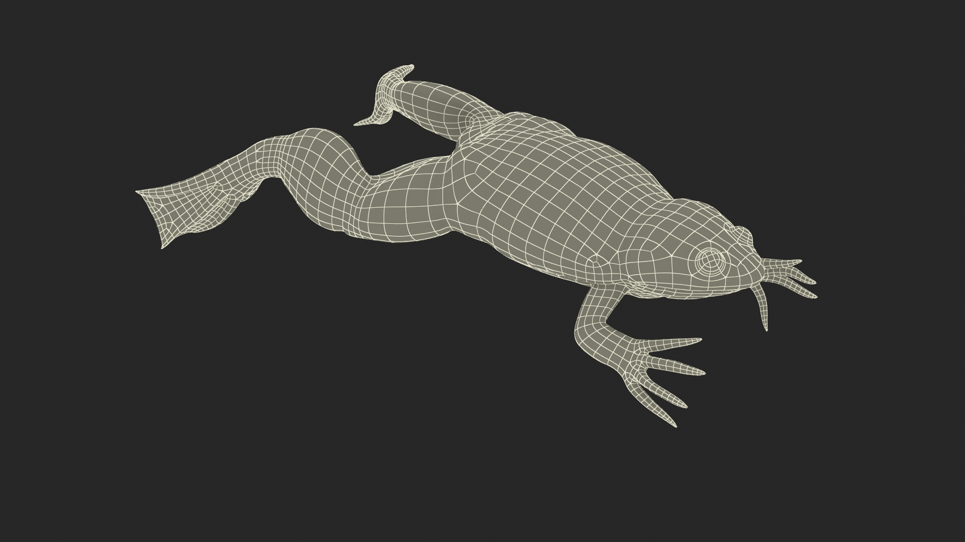African Claw-toe Frog Jump Pose Model - TurboSquid 2131156