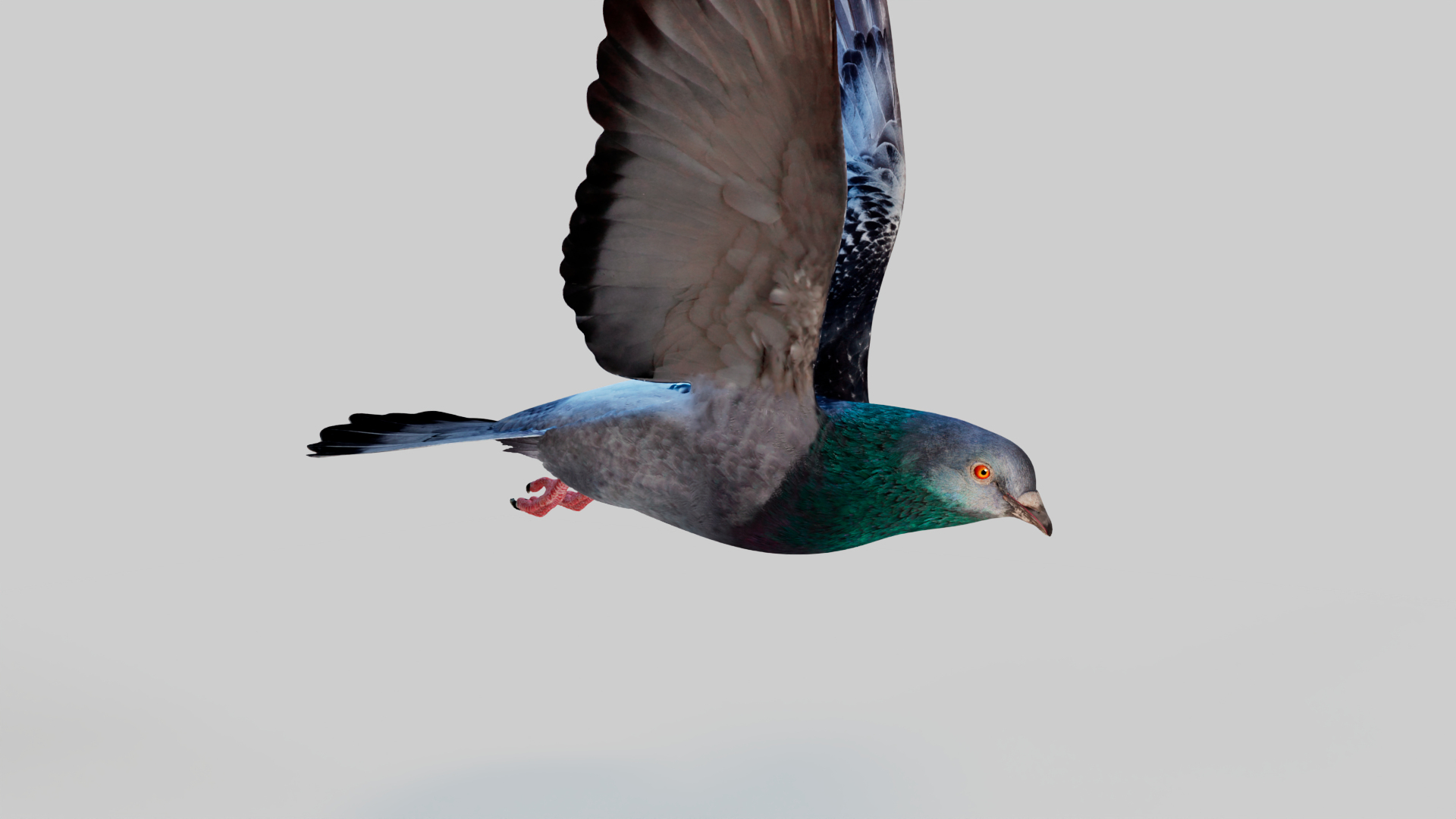 3D Pigeon Animated https://p.turbosquid.com/ts-thumb/of/VeTByh/3L/endfly/png/1735162242/1920x1080/turn_fit_q99/0fe2cfa1891aeb8eebc412a975b7210d9d3933e7/endfly-1.jpg